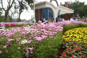2018广州赏花活动时间+地址 广州12月赏花的地方