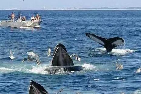 斯里兰卡观鲸攻略 附斯里兰卡观鲸最佳时间+值得去吗+注意事项