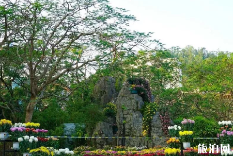 2018深圳東湖公園菊花展時間+地點+打卡點+停車場