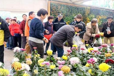 2018上海共青森林公园菊花展落幕菊花领取方式