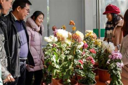 2018上海共青森林公园菊花展落幕菊花领取方式