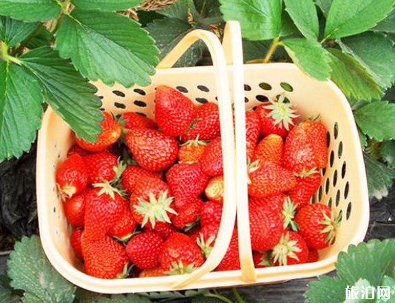佛山哪里可以摘草莓