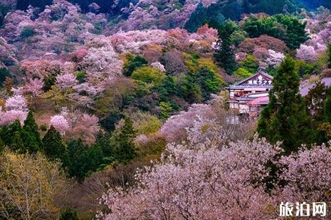 2019日本樱花季是什么时候 哪里赏樱花好