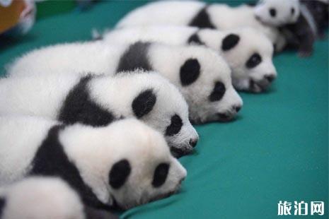 成都大熊猫繁育研究基地免费开放时间+门票预
