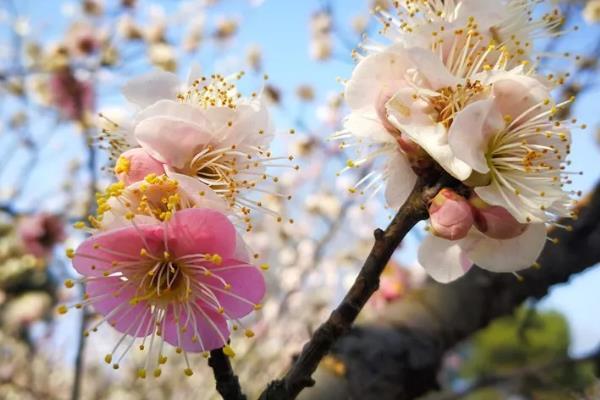 2019东湖蜡梅展开放时间及地址