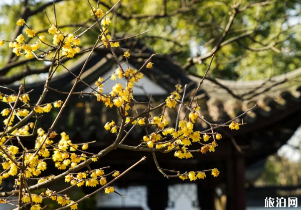 無錫梅園臘梅開了嗎 2019無錫臘梅觀賞門票+地址