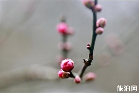 杭州植物园灵峰梅花赏玩攻略