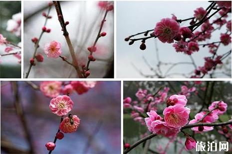 杭州植物园灵峰梅花赏玩攻略