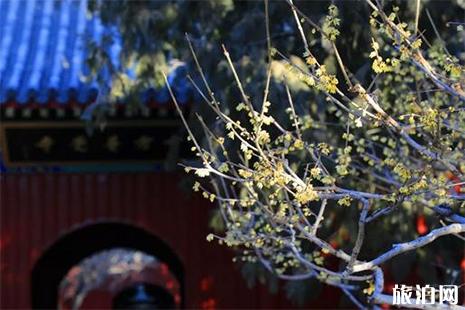 北京植物园卧佛寺腊梅观赏指南