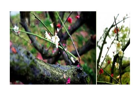 上海賞梅花的公園推薦