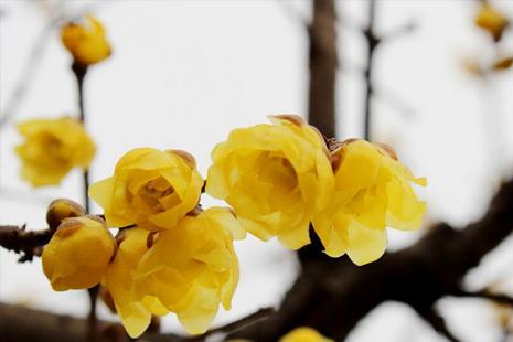 东湖梅园的腊梅开了吗 2019年武汉东湖梅花节门票价格+最佳花期+时间