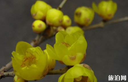 东湖梅园的腊梅开了吗 2019年武汉东湖梅花节门票价格+最佳花期+时间