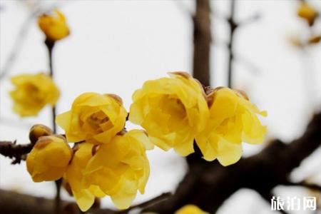 东湖梅园的腊梅开了吗 2019年武汉东湖梅花节门票价格+最佳花期+时间