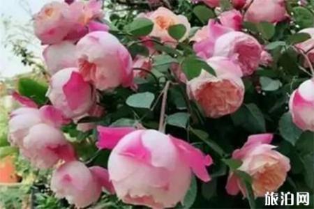 广州白云山花展12月22日至2月20日