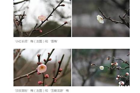 上海植物园的梅花开了吗 上海哪些梅花盛开2019