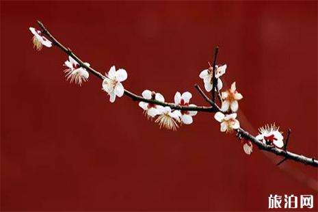 上海植物园的梅花开了吗 上海哪些梅花盛开2019