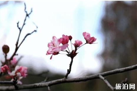 2018~2019广州萝岗香雪公园梅花花期