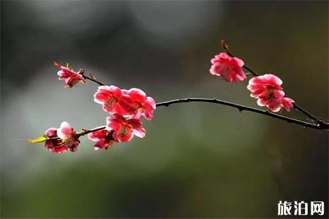 2019福州林阳寺梅花期是多少