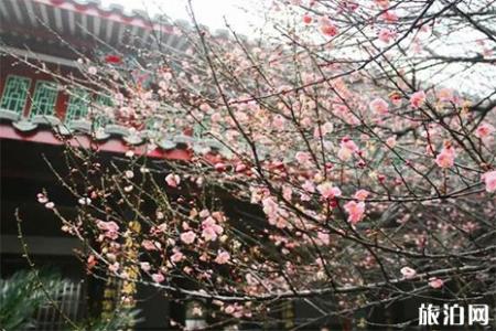 2019福州林阳寺梅花期是多少