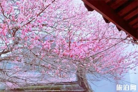 2019福州林阳寺梅花期是多少