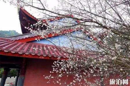 2019福州林阳寺梅花期是多少