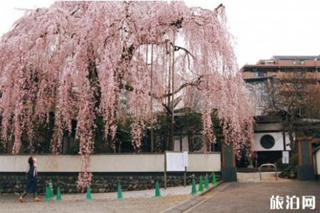 2019东京樱花什么时候开 2019东京赏樱地推荐