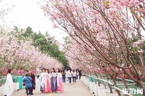 2019深圳观澜湖樱花节2月5日至3月10日