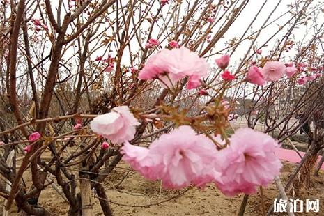 2019深圳鵬城花千谷櫻花節(jié)