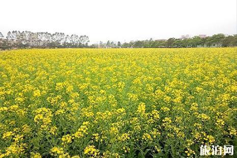 2019深圳鹏城花千谷樱花节