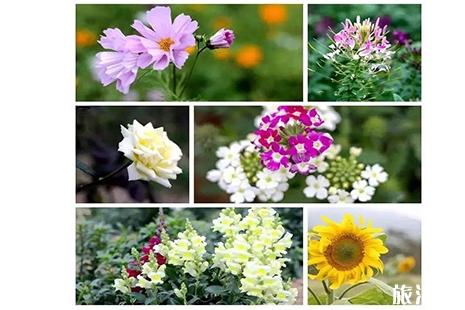 2019深圳鹏城花千谷樱花节