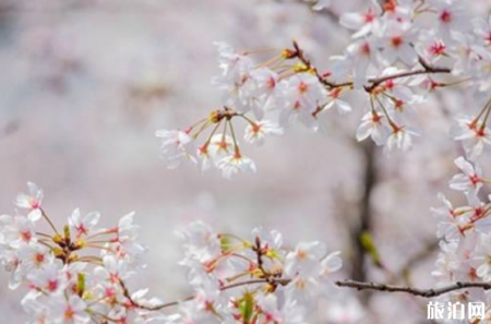 日本樱花哪里最好看 2019日本樱花开放时间表+赏樱推荐地
