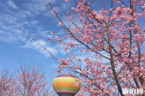 2019长沙望城区光明大观园樱花节2月1日至3月19日