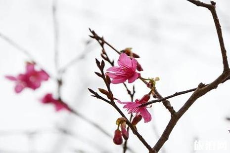 2019广州九龙湖樱花节1月15日至4月7日