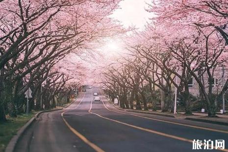 三月去日本旅游好吗 三月日本机票价格