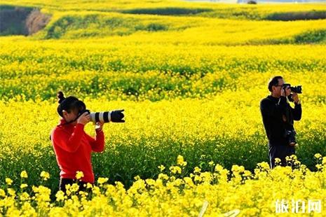 2019云南羅平油菜花期 1月底到3月中旬