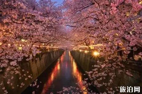 2019日本樱花节京都大阪线人多吗 京阪线赏樱攻略