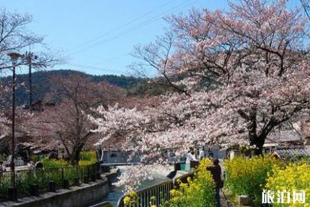 2019日本樱花节京都大阪线人多吗 京阪线赏樱攻略