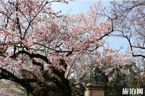 2019日本樱花什么时候开 日本哪里赏樱人少