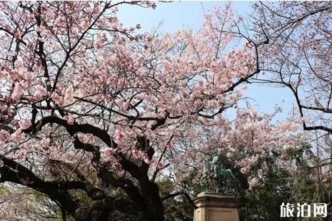 2022日本樱花什么时候开 日本哪里赏樱人少