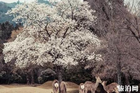 2022日本樱花什么时候开 日本哪里赏樱人少