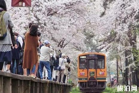 2022日本樱花什么时候开 日本哪里赏樱人少