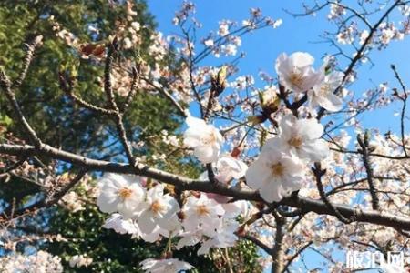 2022日本樱花什么时候开 日本哪里赏樱人少