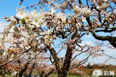 2022日本樱花什么时候开 日本哪里赏樱人少