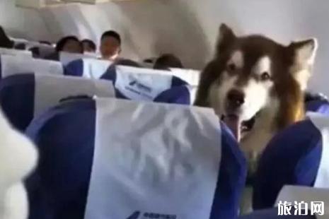 南航狗狗进客舱可以吗 工作犬可以上飞机吗