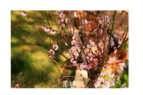 2019昆明黑龙潭梅花开了吗 黑龙潭梅花节开启