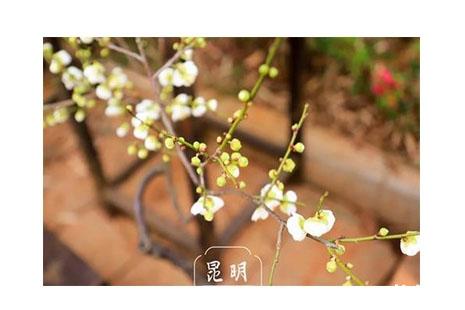 2019昆明黑龙潭梅花开了吗 黑龙潭梅花节开启