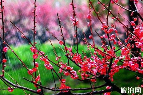 2019上海春节赏花活动汇总