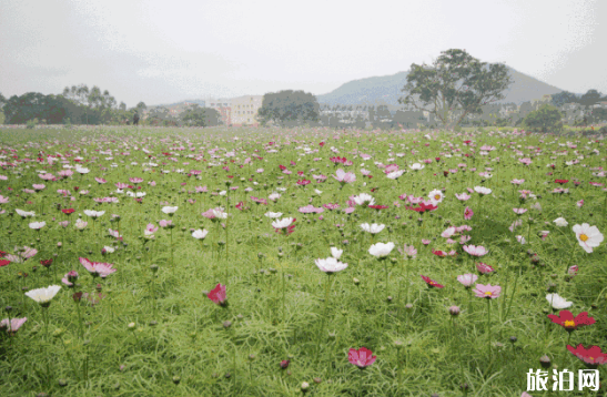 深圳樱花展在哪里 2019深圳山水田园樱花节门票价格+时间+地点+交通