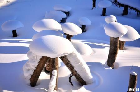 从哈尔滨怎么去雪乡 哈尔滨去雪乡坐什么车方便