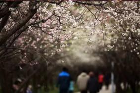 上海春节有什么活动主题 上海2019年春节活动门票+时间